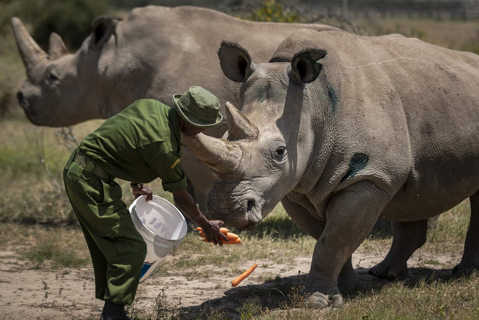 Not easy eating green: Herbivores most at extinction risk