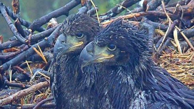 Watch 2 Baby Eagles In Washington Dc Have Names