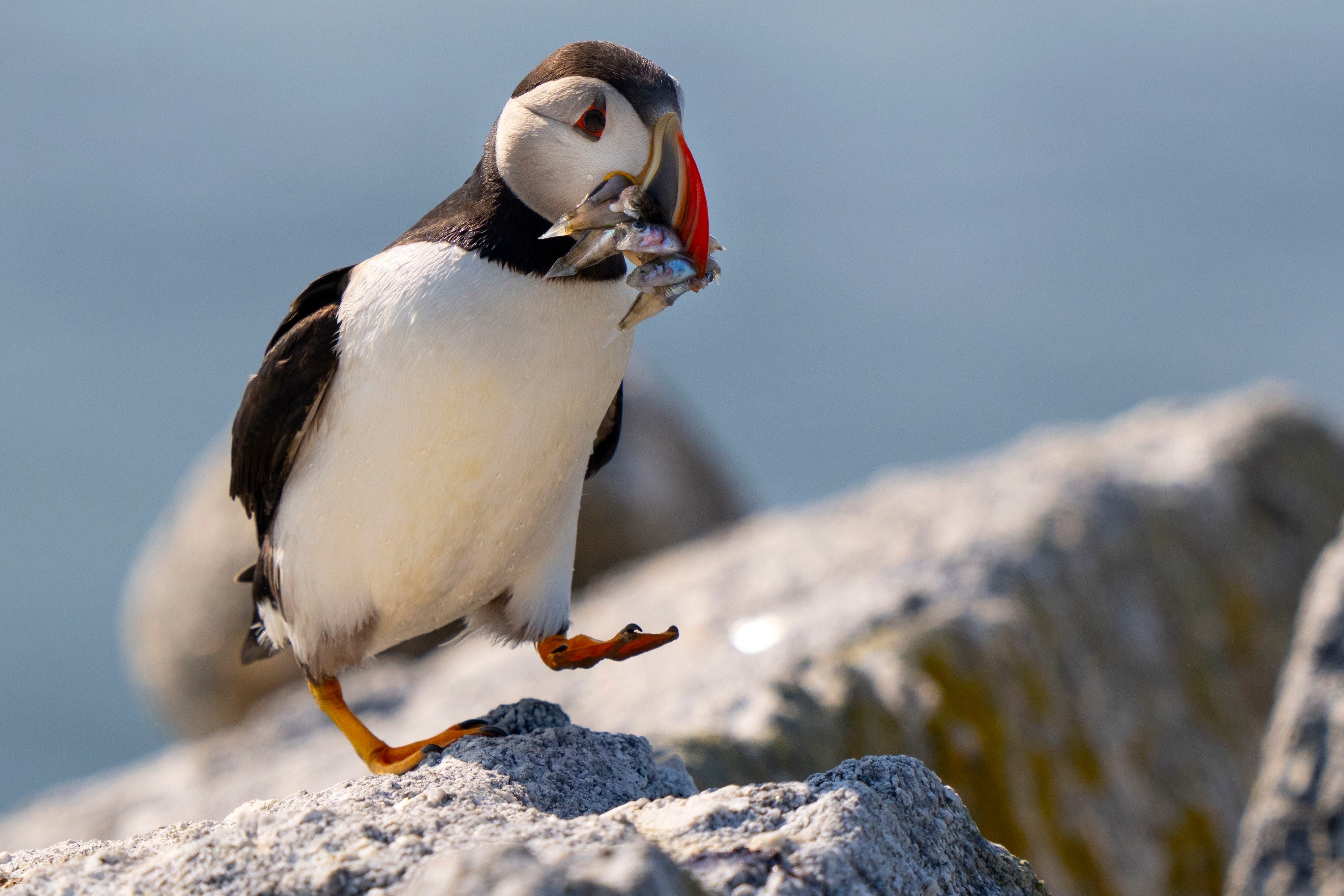 Where to See Puffins in Maine: Your Guide to the Best Places