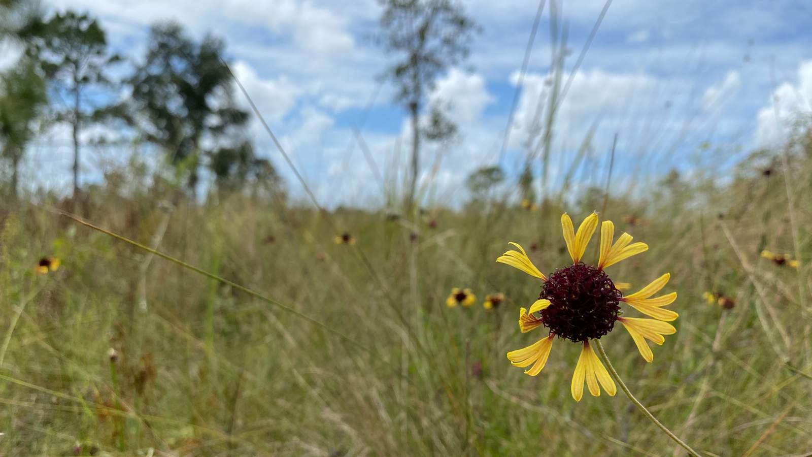 Sandhill grassland ecosystem with 243 native plant species now protected in Columbia County