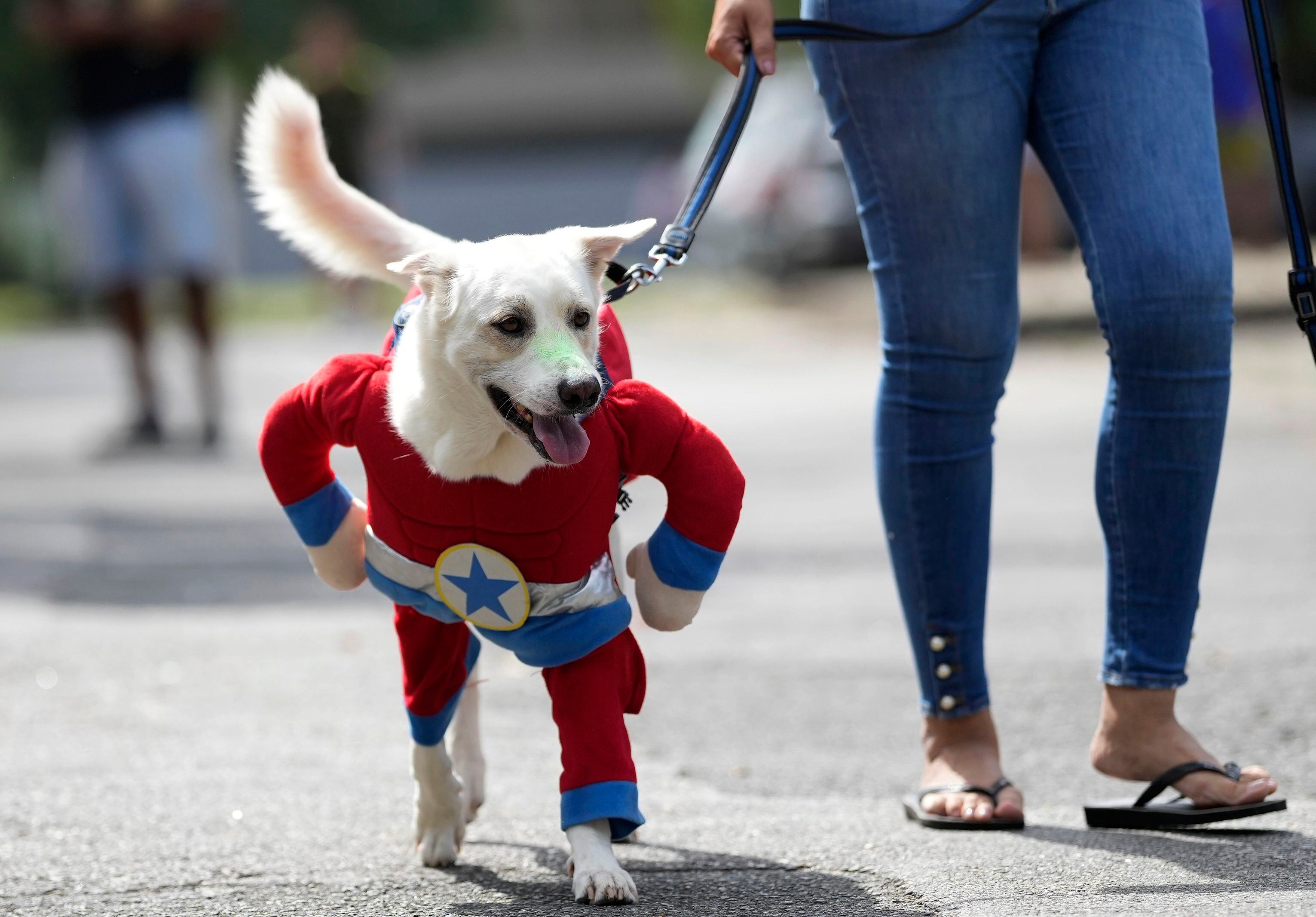 Denver Broncos Running Dog Costume