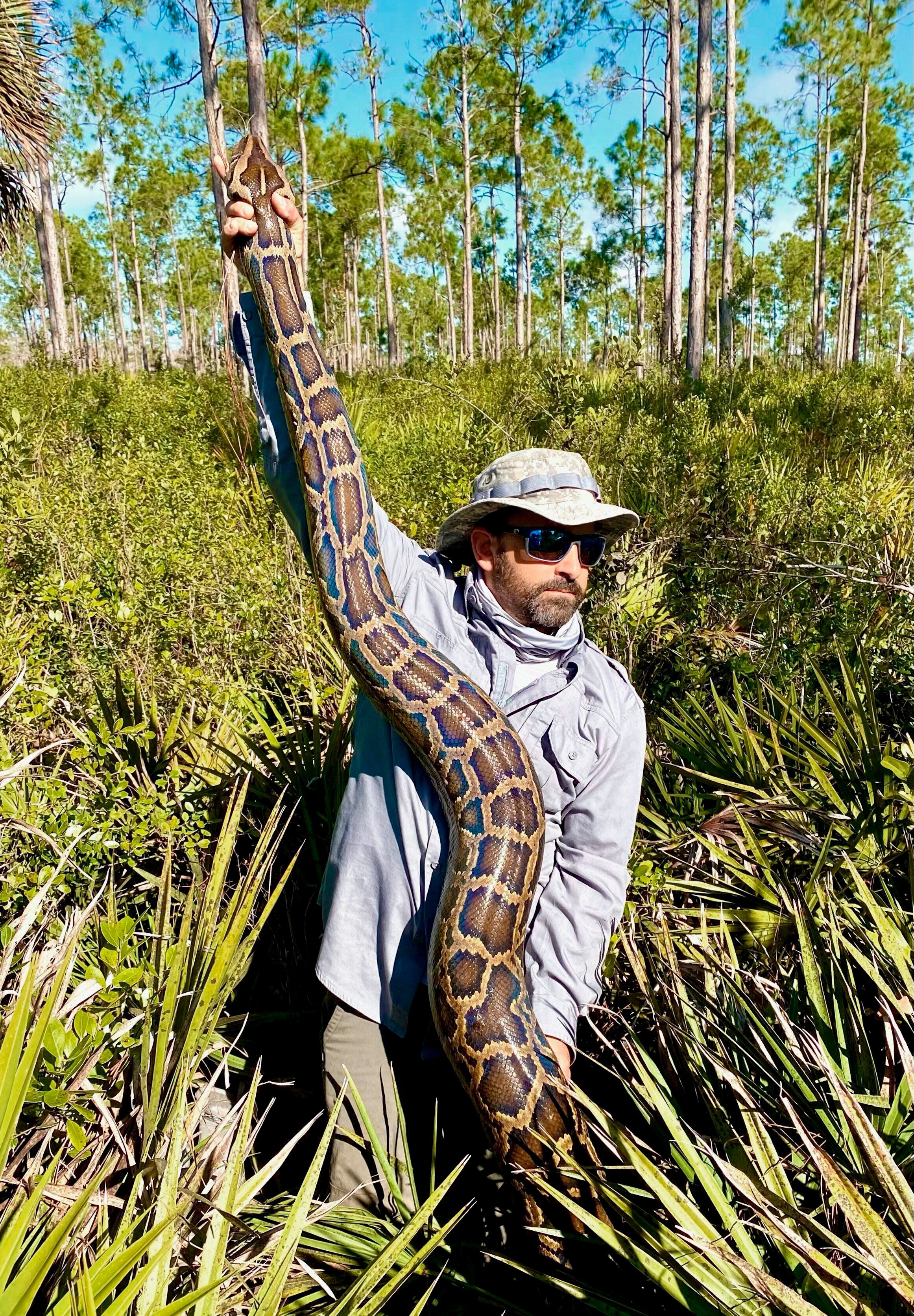 Python hunters wrestle 19-foot-long record-breaking snake #Shorts 