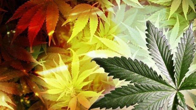 Jacksonville Councilman Again Floats Idea Of Civil Citation For Marijuana Possession