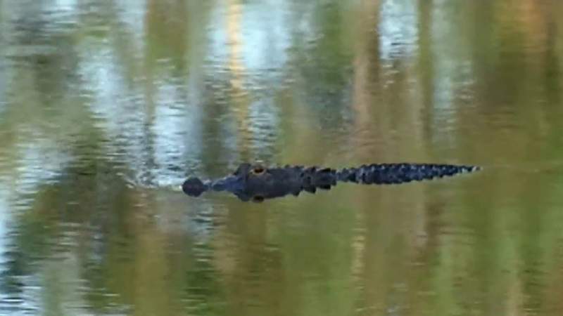 Sheriff: Alligator attack suspected in Florida woman’s death