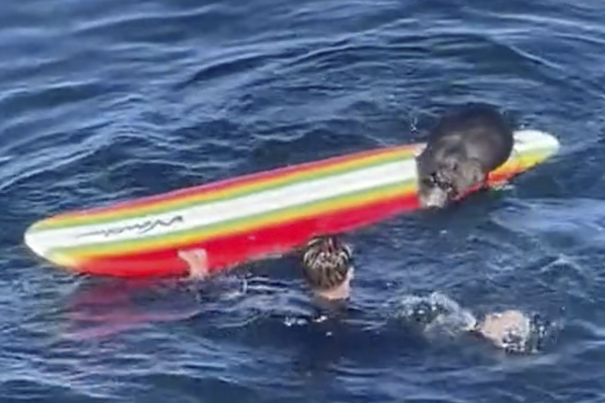 The sea otter harassing surfers off the California coast eludes