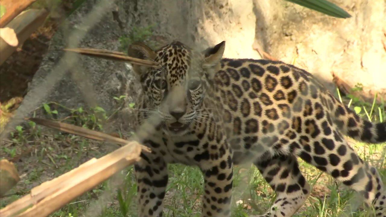 Papa Jags get a special day with cubs at EverBank Field