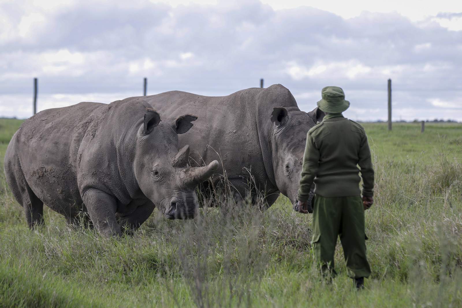 Africa's endangered wildlife at risk as tourism dries up